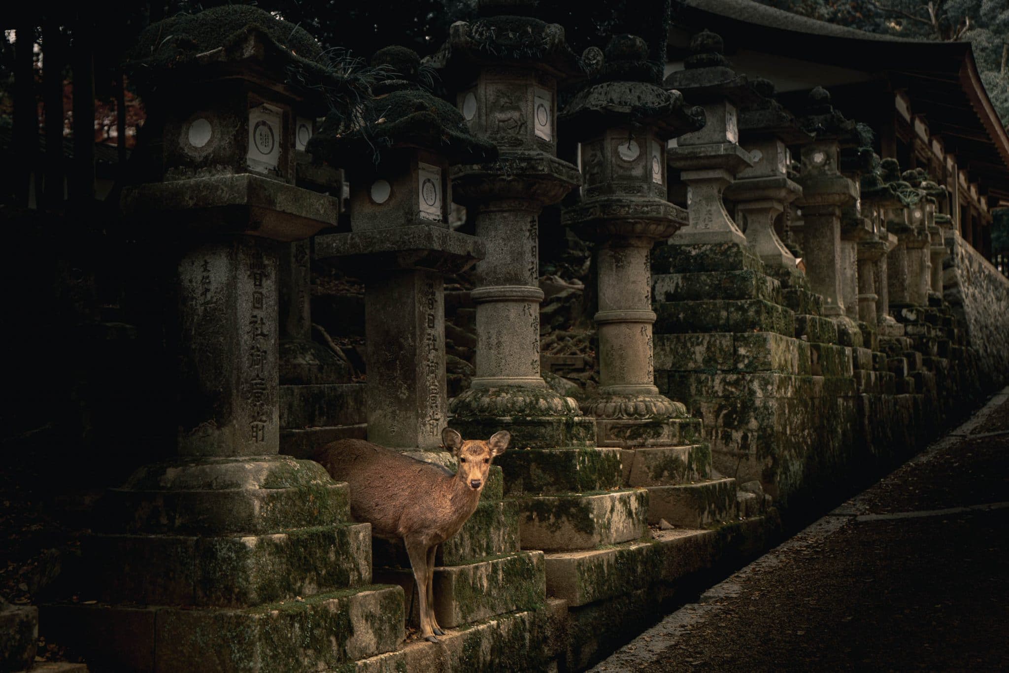 Image 5 jours dans la Préfecture de Nara | Que faire, que voir ? Mes recommandations et bonnes adresses